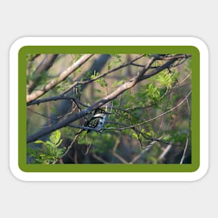 Green Kingfisher Perched in Different Tree Sticker